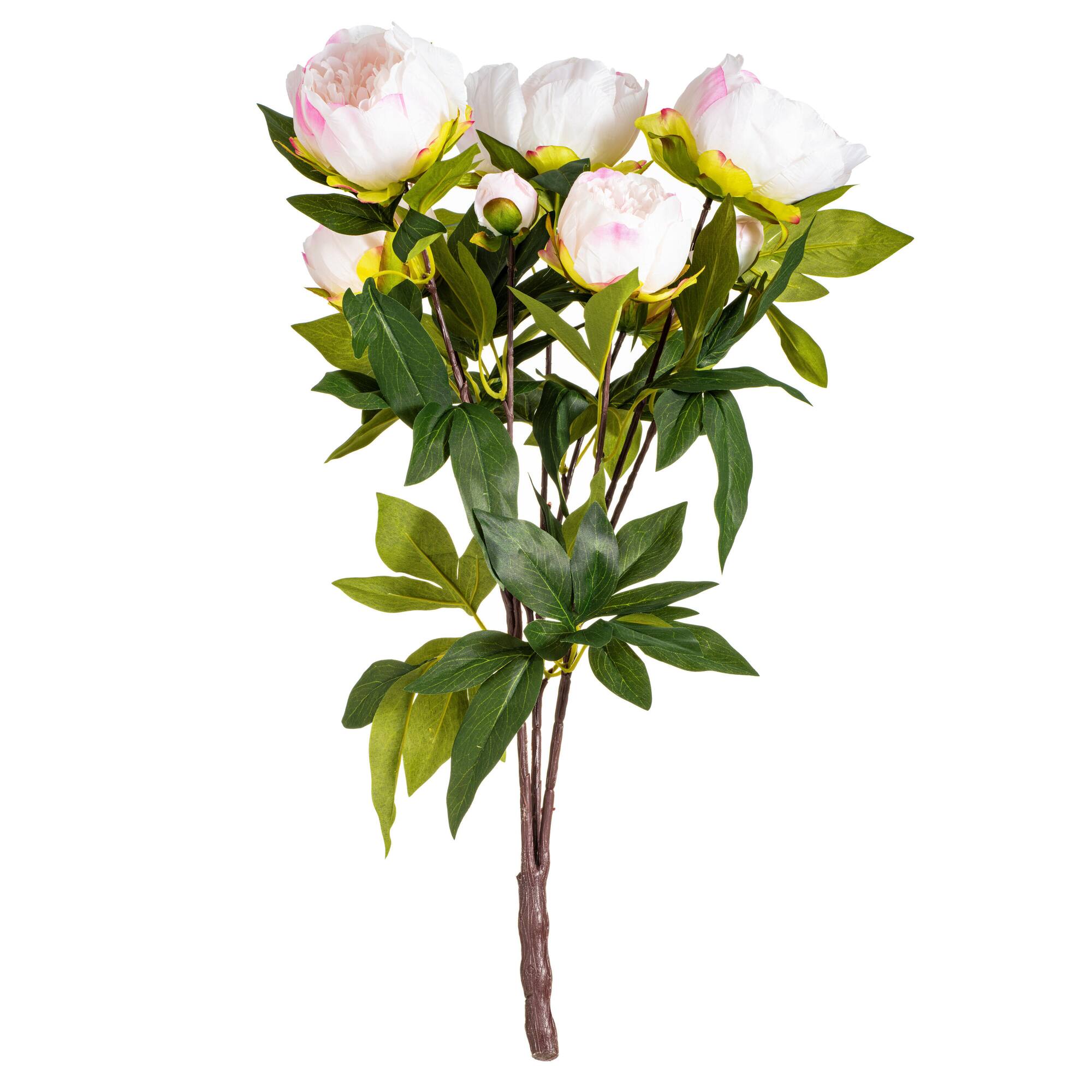 Cream & Pink Peony Bush